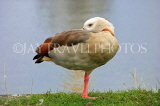 UK, LONDON, Hampton, Bushy Park, Egyptian Goose resting, UK11303JPL