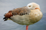 UK, LONDON, Hampton, Bushy Park, Egyptian Goose resting, UK11304JPL