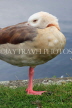 UK, LONDON, Hampton, Bushy Park, Egyptian Goose resting, UK11305JPL