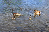 UK, LONDON, Hampton, Bushy Park, Heron Pond, Egyptian Geese and goslings, UK21467JPL