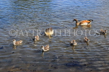 UK, LONDON, Hampton, Bushy Park, Heron Pond, Egyptian Geese and goslings, UK21468JPL