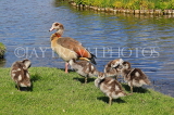 UK, LONDON, Hampton, Bushy Park, Heron Pond, Egyptian Goose with goslings, UK21475JPL