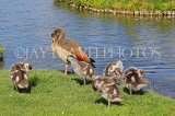 UK, LONDON, Hampton, Bushy Park, Heron Pond, Egyptian Goose with goslings, UK21476JPL