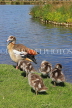 UK, LONDON, Hampton, Bushy Park, Heron Pond, Egyptian Goose with goslings, UK21477JPL