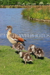 UK, LONDON, Hampton, Bushy Park, Heron Pond, Egyptian Goose with goslings, UK21481JPL