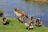 UK, LONDON, Hampton, Bushy Park, Heron Pond, Egyptian Goose with goslings, UK21482JPL