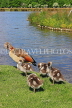 UK, LONDON, Hampton, Bushy Park, Heron Pond, Egyptian Goose with goslings, UK21483JPL