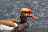 UK, LONDON, Hampton, Bushy Park, Heron Pond, Red Crested Pochard Duck, UK21578JPL