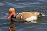 UK, LONDON, Hampton, Bushy Park, Heron Pond, Red Crested Pochard Duck, UK21579JPL