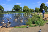 UK, LONDON, Hampton, Bushy Park, lake scene with Canada Geese, UK11342JPL