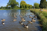 UK, LONDON, Hampton, Bushy Park, lake scene with Canada Geese, UK11343JPL