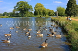 UK, LONDON, Hampton, Bushy Park, lake scene with Canada Geese, UK11345JPL