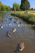 UK, LONDON, Hampton, Bushy Park, lake scene with Canada Geese, UK11346JPL