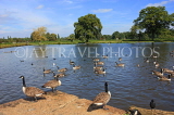 UK, LONDON, Hampton, Bushy Park, lake scene with Canada Geese, UK11355JPL