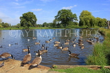 UK, LONDON, Hampton, Bushy Park, lake scene with Canada Geese, UK11356JPL