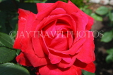 UK, LONDON, Hampton Court Palace, Rose Garden, deep red rose, UK9982JPL
