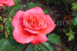 UK, LONDON, Hampton Court Palace, Rose Garden, pink rose, UK9976JPL