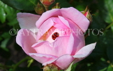 UK, LONDON, Hampton Court Palace, Rose Garden, pink rose and ladybird, UK9987JPL
