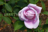UK, LONDON, Hampton Court Palace, Rose Garden, single Blue Moon rose, UK9980JPL