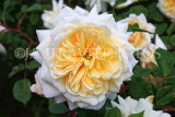 UK, LONDON, Hampton Court Palace, Rose Garden, yellow and white rose, UK9986JPL
