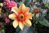 UK, LONDON, Holland Park, Napolian Garden, Dahlia flower, UK16479JPL