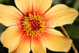 UK, LONDON, Holland Park, Napolian Garden, Dahlia flower, closeup, UK16444JPL