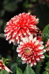 UK, LONDON, Holland Park, Napolian Garden, Dahlia flowers, UK16440JPL