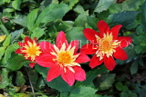 UK, LONDON, Holland Park, Napolian Garden, Dahlia flowers, UK16469JPL
