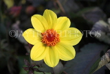 UK, LONDON, Holland Park, Napolian Garden, yellow Dahlia flower, UK16437JPL