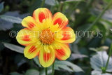 UK, LONDON, Holland Park, Napolian Garden, yellow Dahlia flower, UK16477JPL