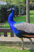 UK, LONDON, Holland Park, Peacock, UK27736JPL