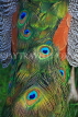 UK, LONDON, Holland Park, Peacock, plumage, UK16467JPL