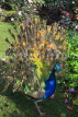 UK, LONDON, Holland Park, Peacock displaying its plumage, UK16526JPL