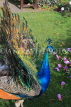 UK, LONDON, Holland Park, Peacock displaying its plumage, UK16528JPL