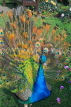 UK, LONDON, Holland Park, Peacock displaying its plumage, UK16531JPL