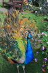 UK, LONDON, Holland Park, Peacock displaying its plumage, UK16532JPL