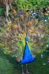 UK, LONDON, Holland Park, Peacock displaying its plumage, UK16537JPL