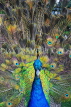 UK, LONDON, Holland Park, Peacock displaying its plumage, UK16538JPL