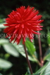 UK, LONDON, Holland Park, flowers, red Semi Cactus Dahlia, UK7434JPL