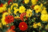 UK, LONDON, Holland Park, flowers, yellow Dahlias, UK7441JPL