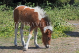 UK, LONDON, Hounslow, farm, young horse grazing, UK29239JPL