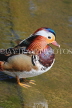 UK, LONDON, Hyde Park, Serpentine Lake, Mandarin Duck, UK20022JPL