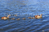 UK, LONDON, Hyde Park, Serpentine lake, Egyptian Geese with goslings, UK27615JPL