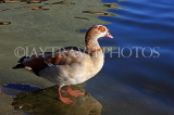 UK, LONDON, Hyde Park, Serpentine lake, Egyptian Goose, UK11774JPL
