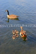 UK, LONDON, Hyde Park, Serpentine lake, Egyptian Goose and goslings, UK24435JPL
