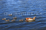 UK, LONDON, Hyde Park, Serpentine lake, Egyptian Goose with goslings, UK27614JPL