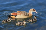 UK, LONDON, Hyde Park, Serpentine lake, Egyptian Goose with goslings, UK27616JPL