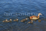 UK, LONDON, Hyde Park, Serpentine lake, Egyptian Goose with goslings, UK27617JPL