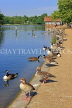 UK, LONDON, Hyde Park, Serpentine lake, Geese by the lakeside, UK24436JPL