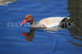 UK, LONDON, Hyde Park, Serpentine lake, Red Crested Pochard Duck, UK27628JPL